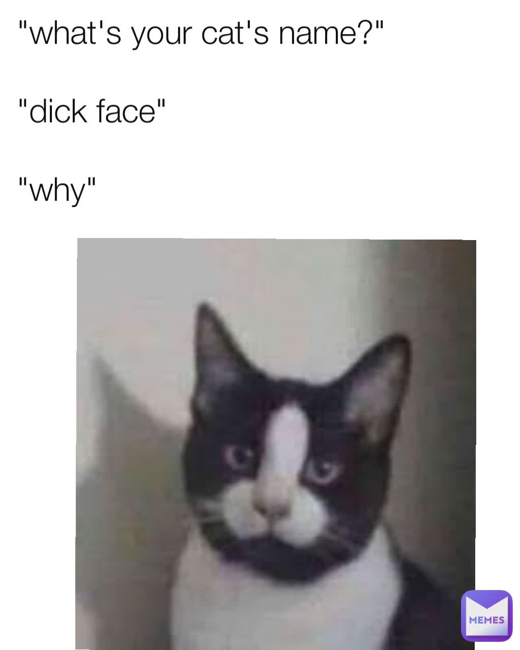 "what's your cat's name?"

"dick face"

"why"