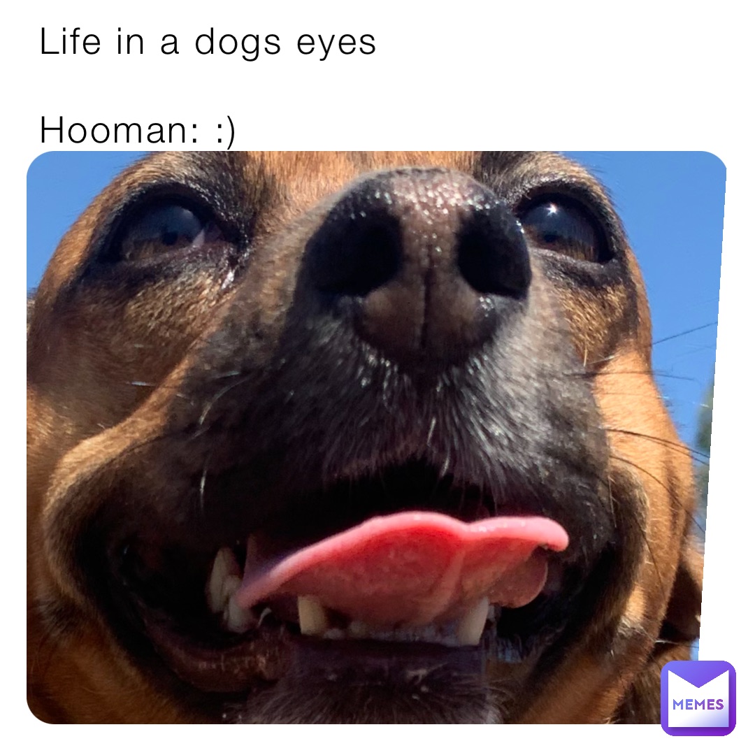 Life in a dogs eyes Hooman: :) | @mbcm7ihkuf | Memes