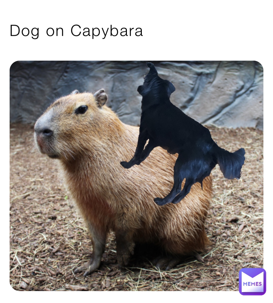 Dog on Capybara