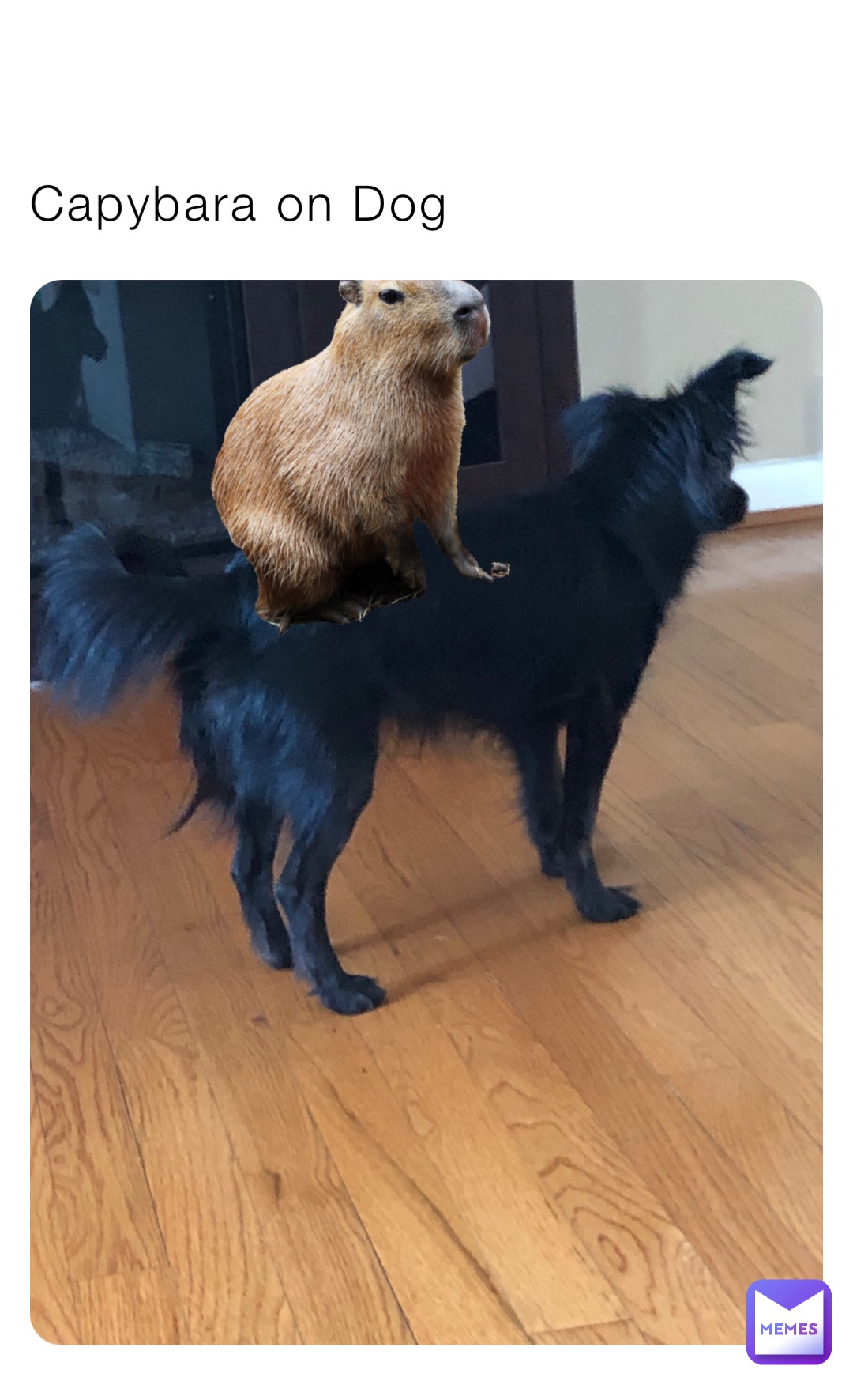 Capybara on Dog