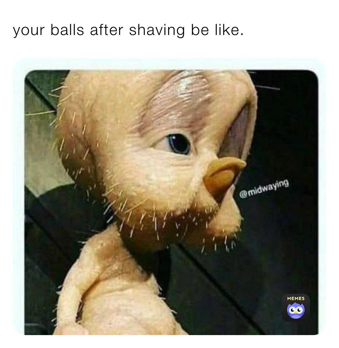 your balls after shaving be like. 