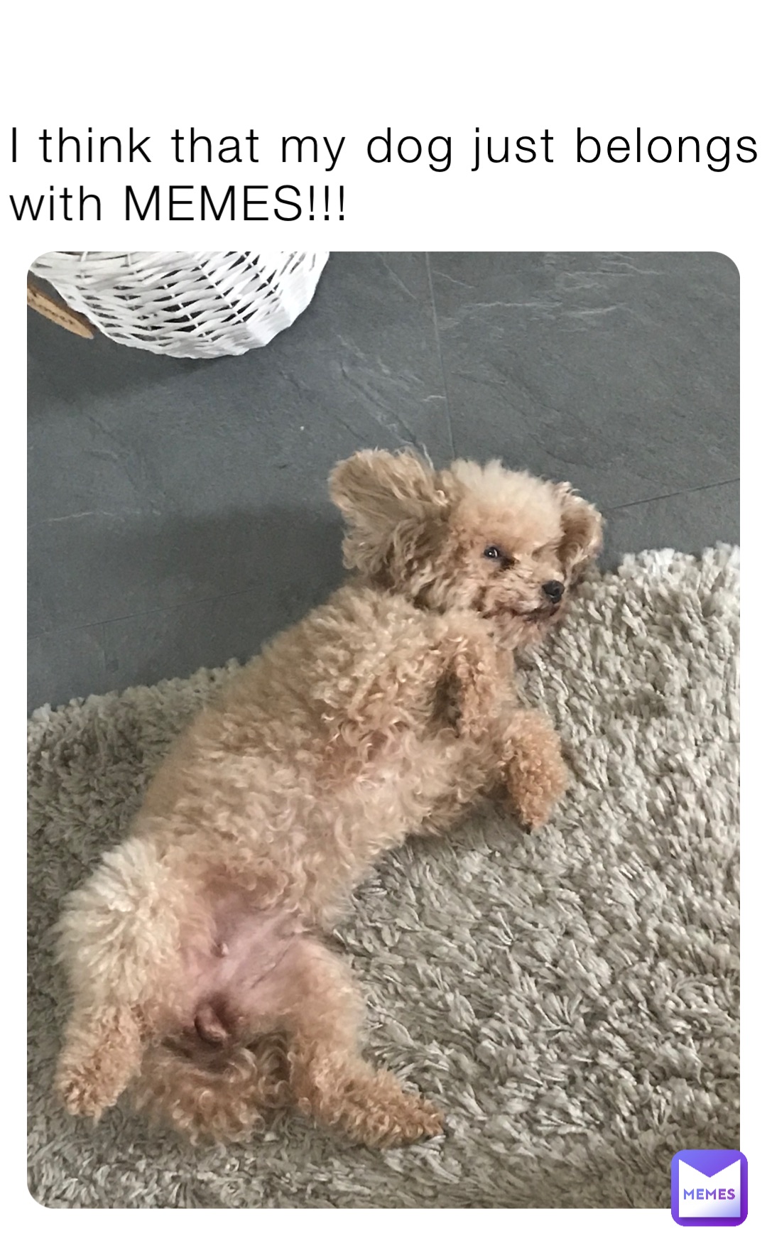 I think that my dog just belongs 
with MEMES!!!