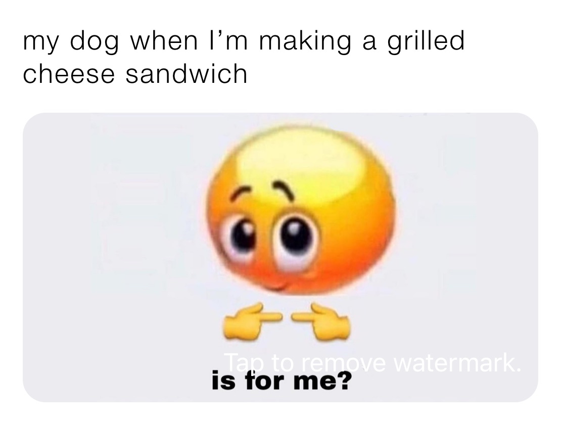 my dog when I’m making a grilled cheese sandwich 