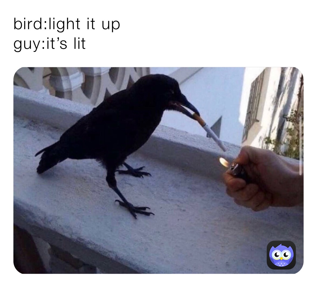 bird:light it up 
guy:it’s lit 