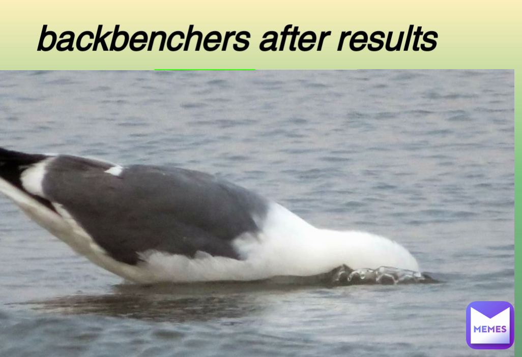 backbenchers after results