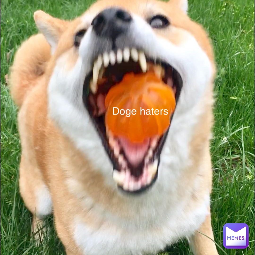 Doge haters