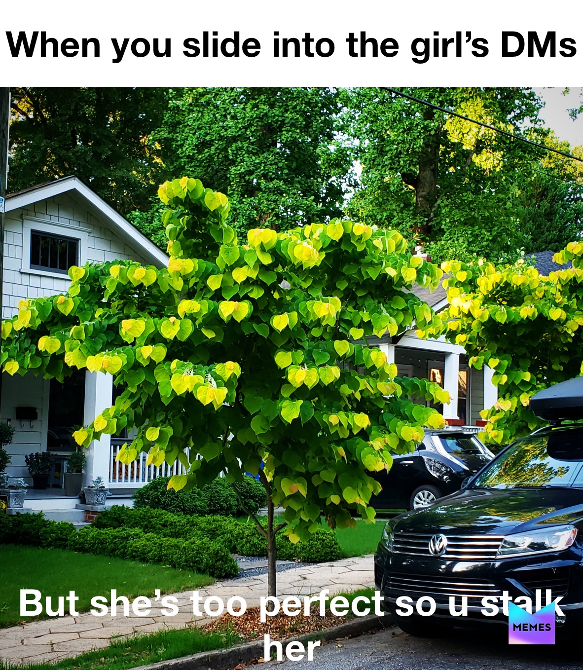 Meme by these_nutty_cats