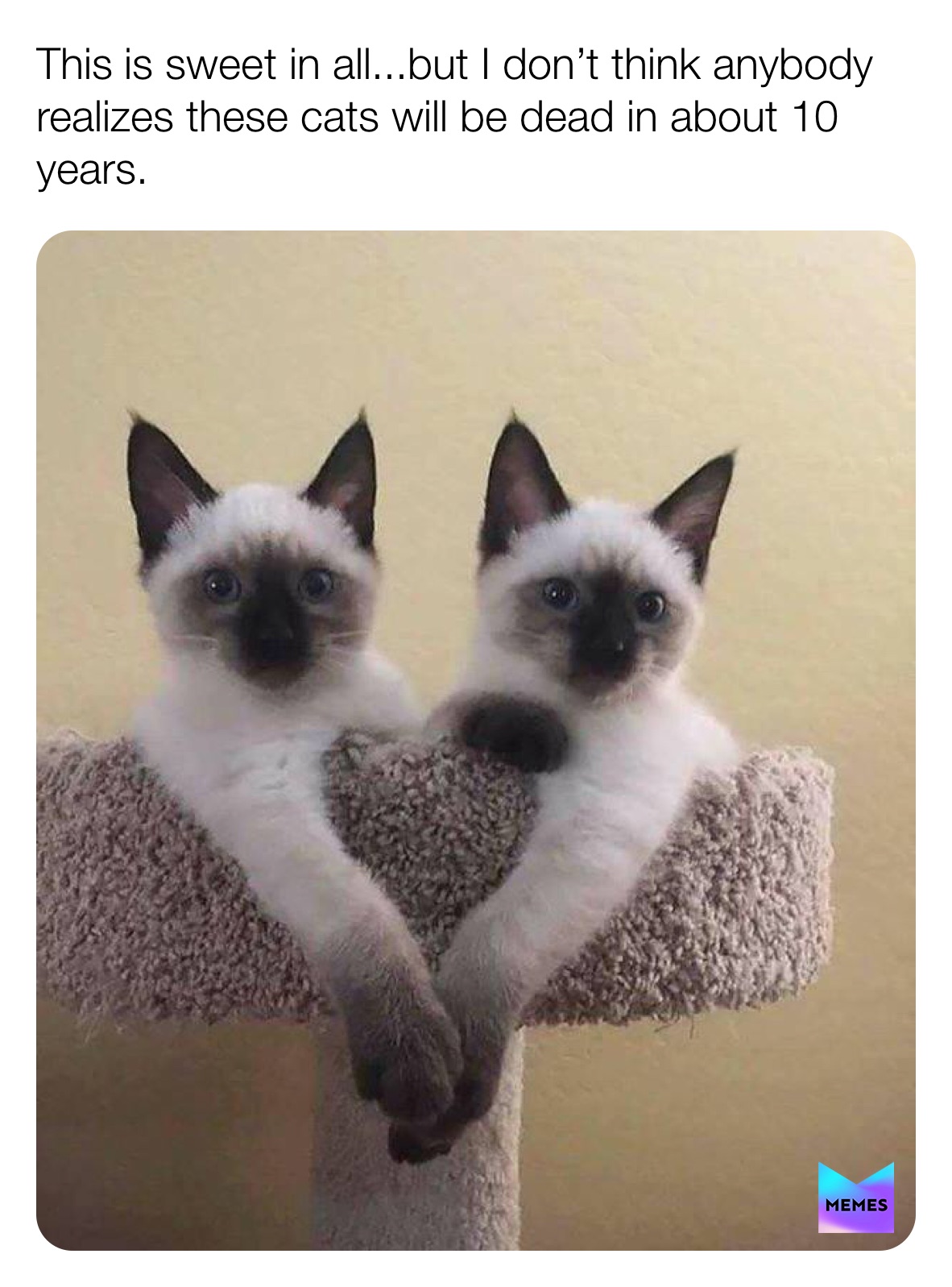 Meme by these_nutty_cats