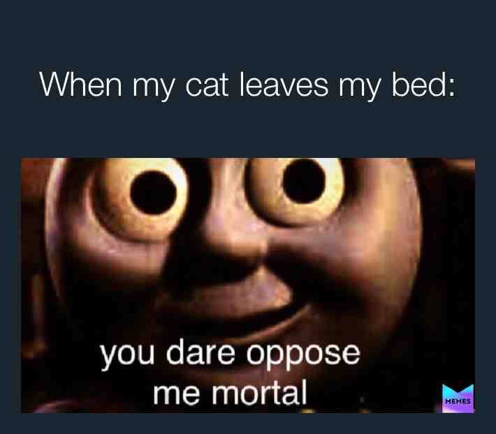 I love my three cats though 😂😌 #relatable #facts #cats