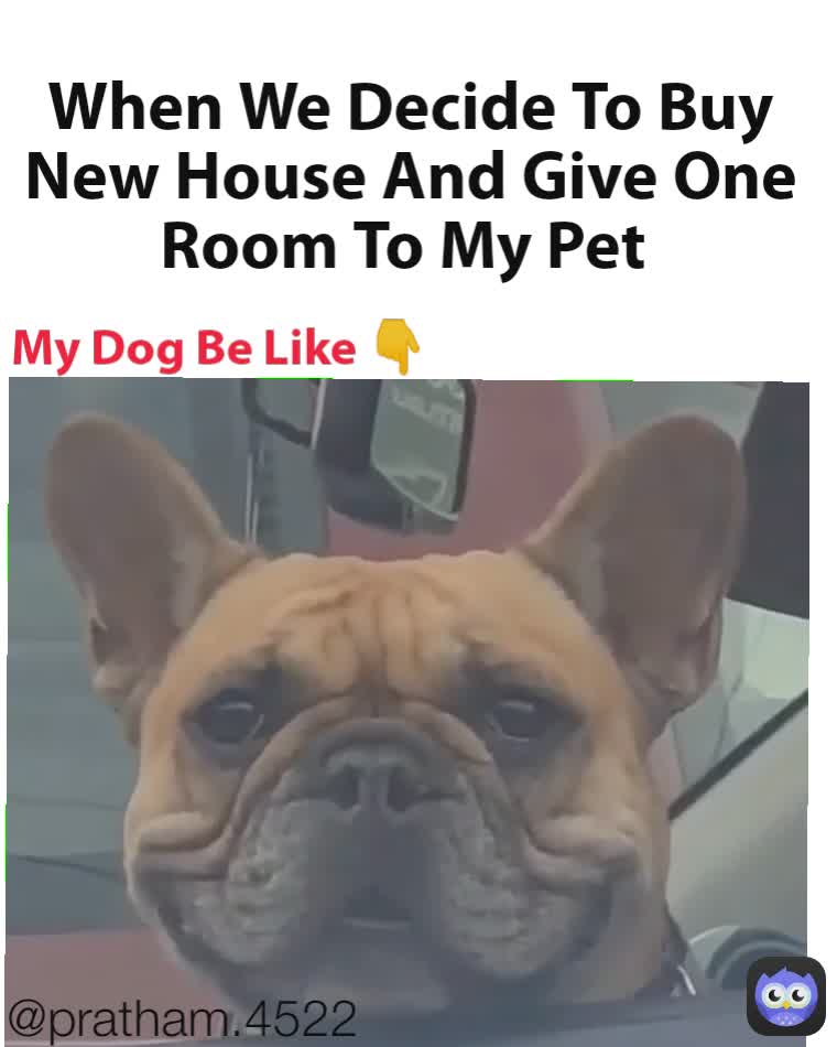 @pratham.4522 My Dog Be Like 👇 When We Decide To Buy New House And Give One Room To My Pet 
