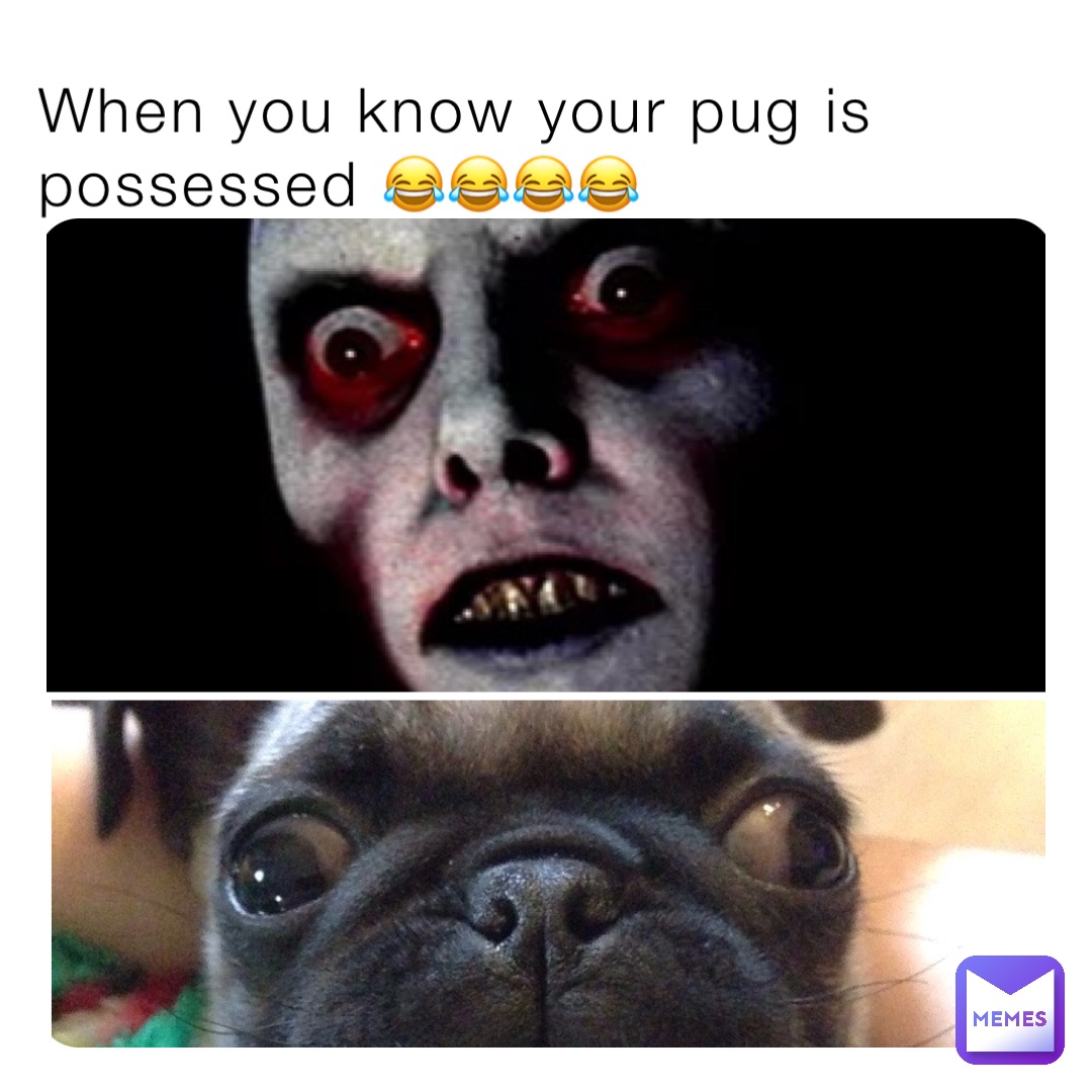 When you know your pug is possessed 😂😂😂😂