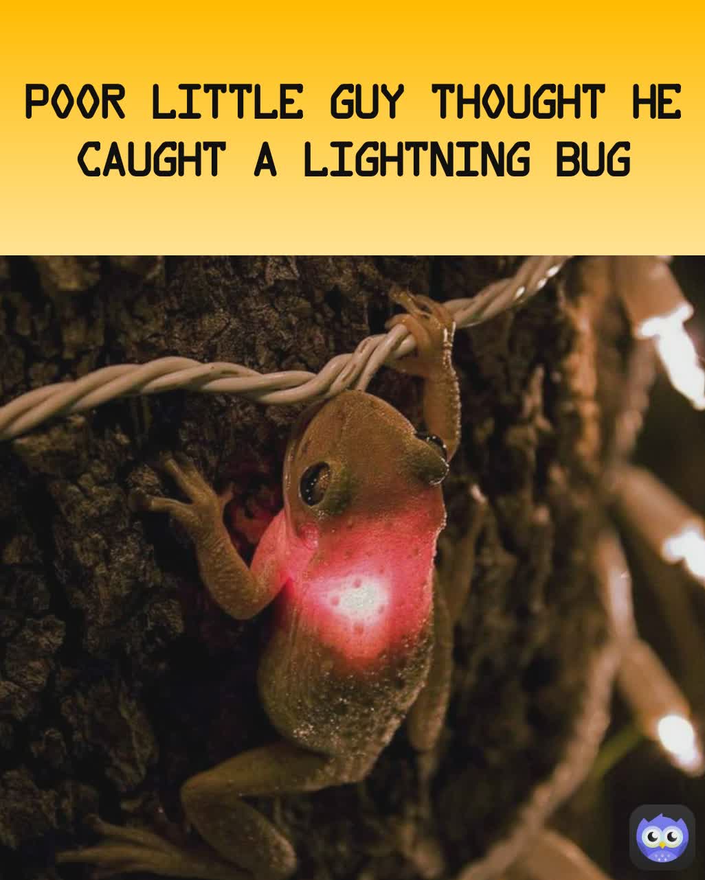 Poor little guy thought he caught a lightning bug