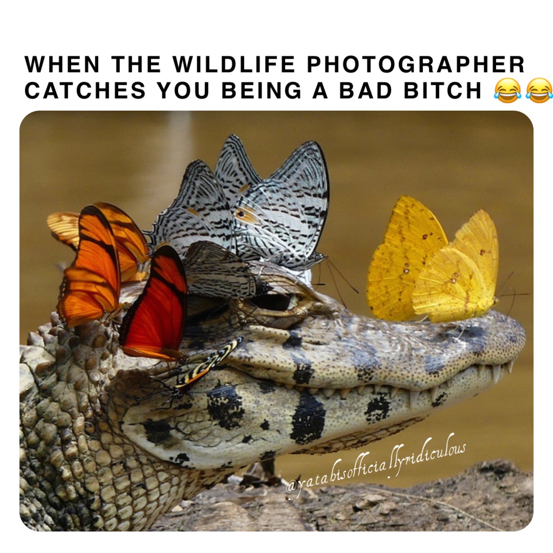 WHEN THE WILDLIFE PHOTOGRAPHER catches you being a bad bitch 😂😂🙄