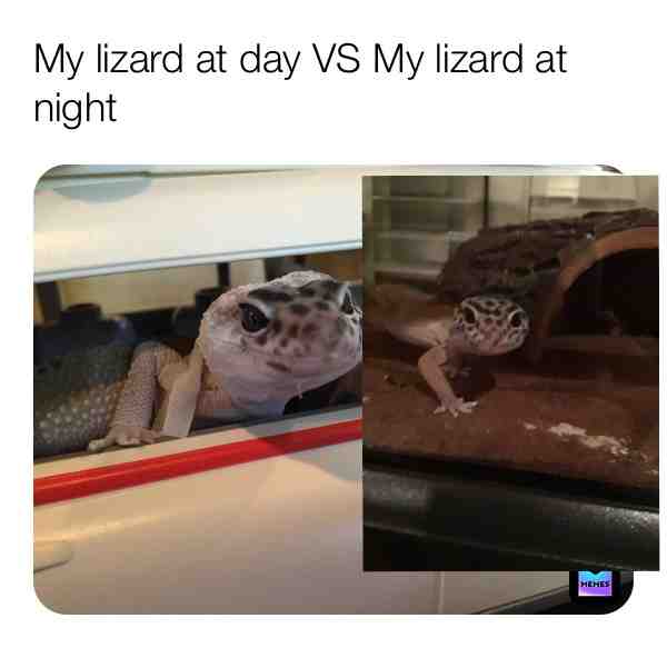 My little girl (my lizard)!