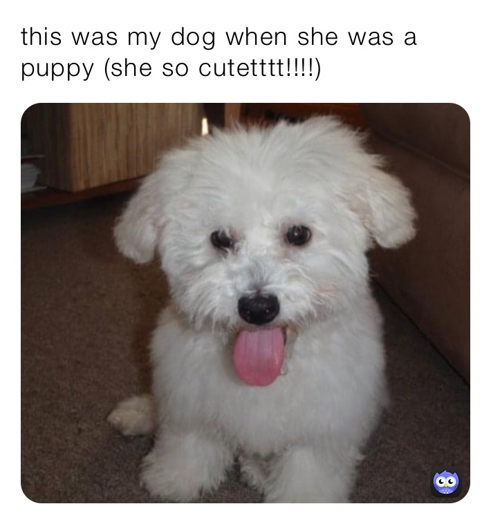 this was my dog when she was a puppy (she so cutetttt!!!!)