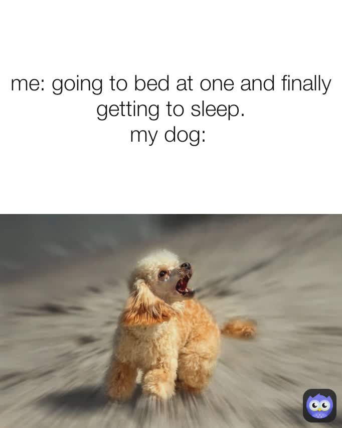 me: going to bed at one and finally getting to sleep.
my dog: 