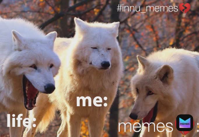Meme by Memer_girl_innu