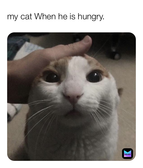 my cat When he is hungry. ezzywisethedab Memes