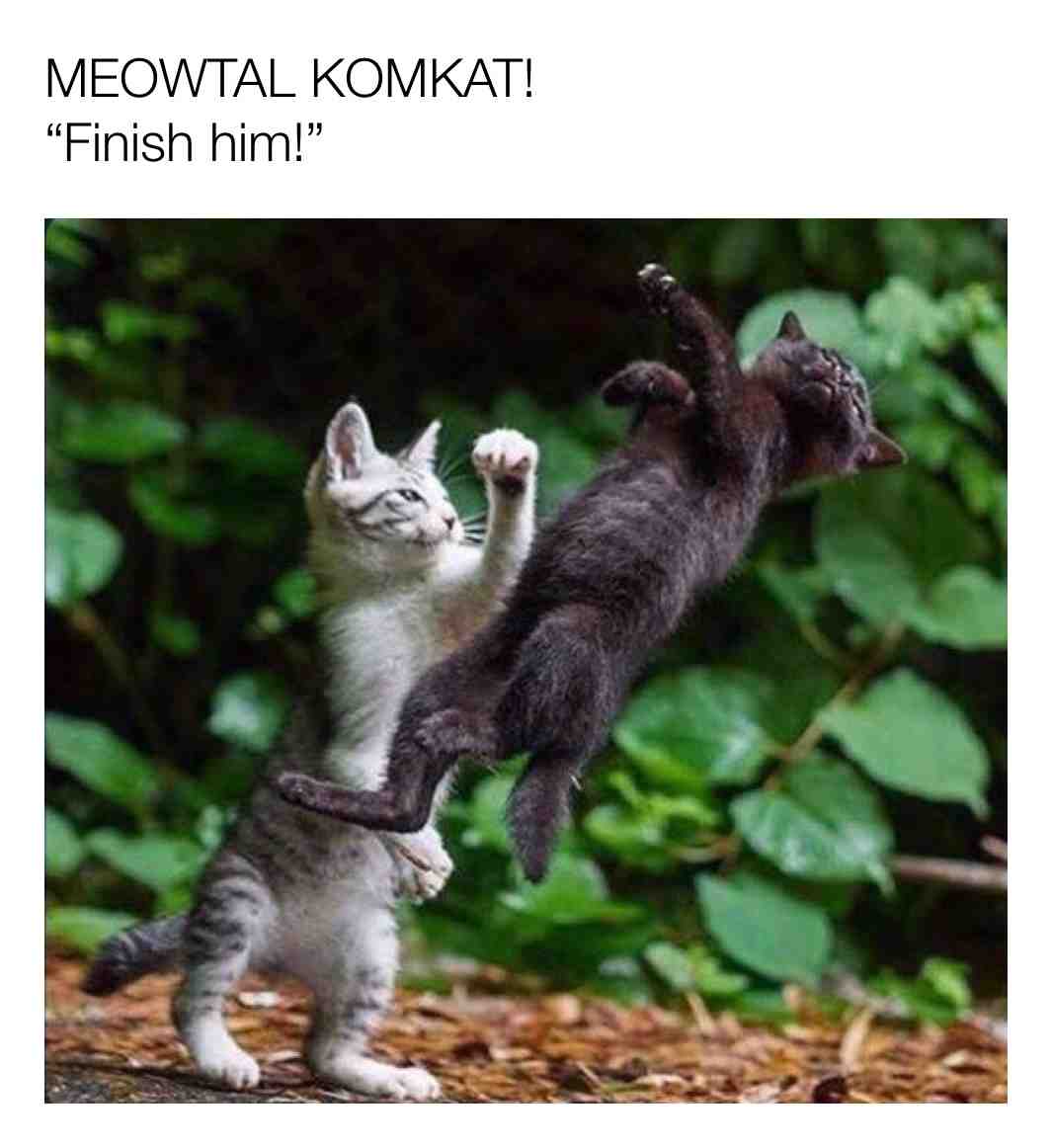 #cats