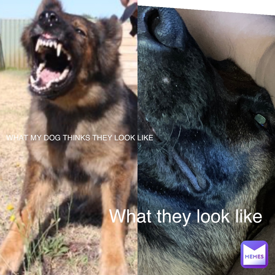 What my dog thinks they look like What they look like