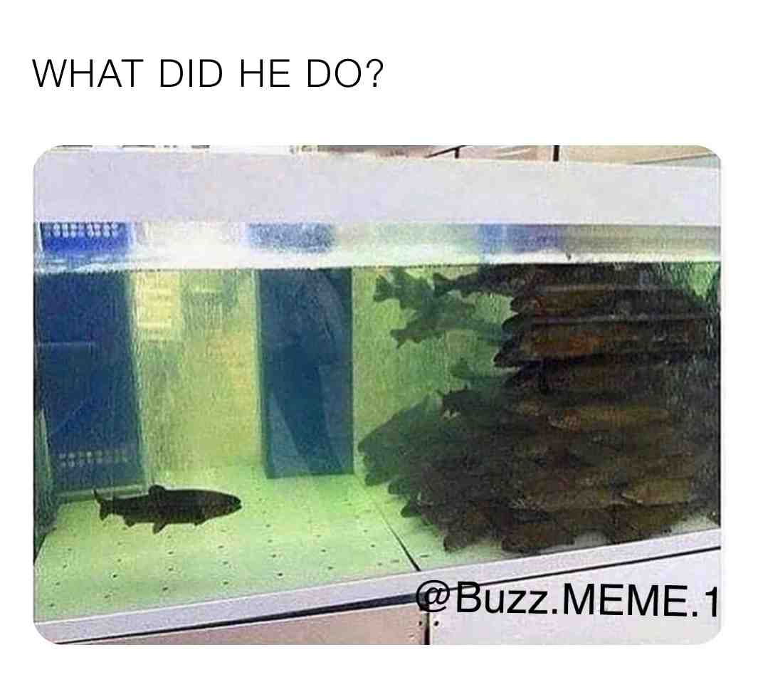 #meme #memes #funny #dankmemes #memesdaily #funnymemes #lol #follow #humor #like #dank #love #instagram #memepage #dankmeme #tiktok #comedy #lmao #fun #anime #ol #dailymemes #edgymemes #offensivememes #memestagram #bhfyp #instagood #funnymeme #memer #bhfyp