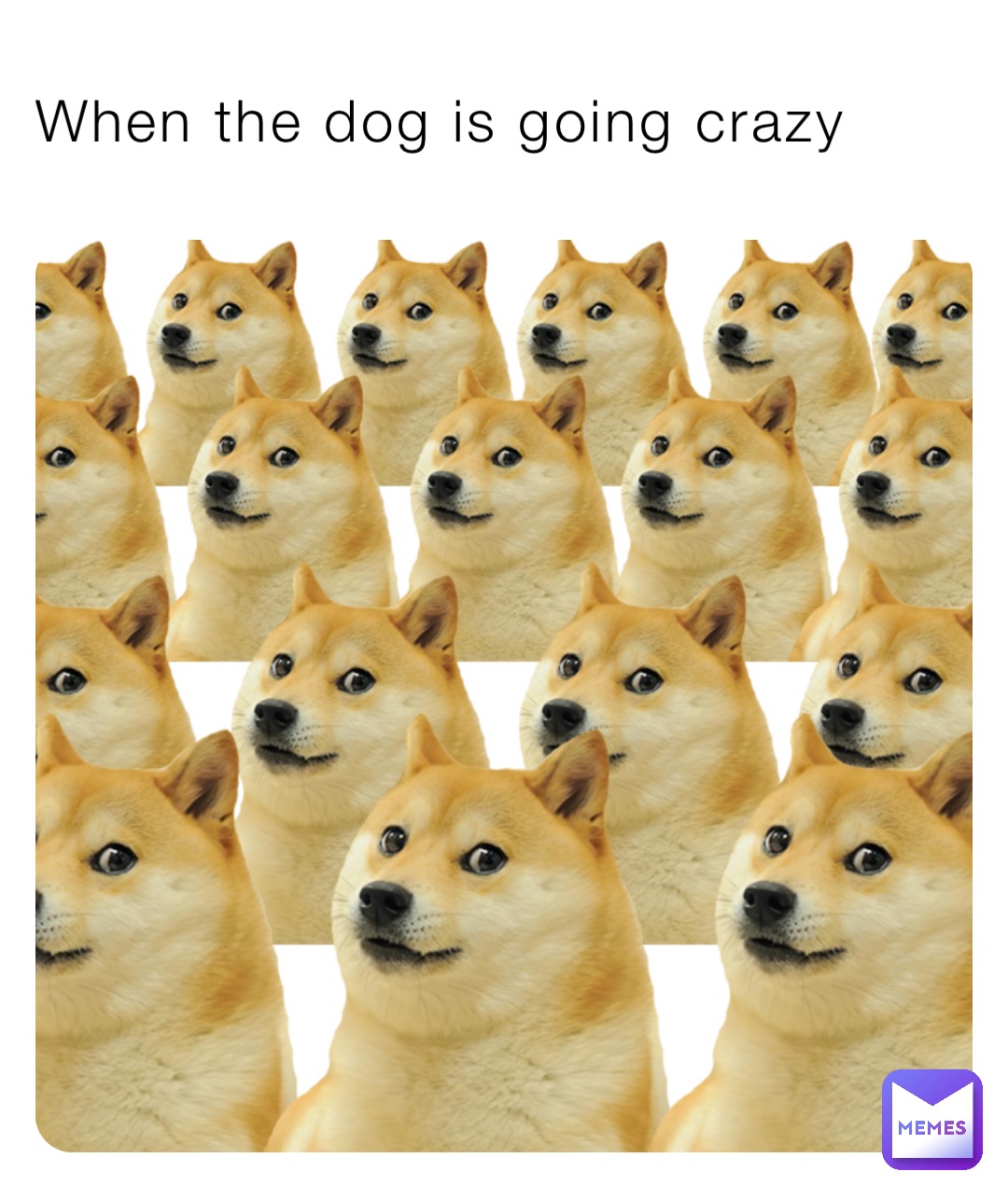 When the dog is going crazy
