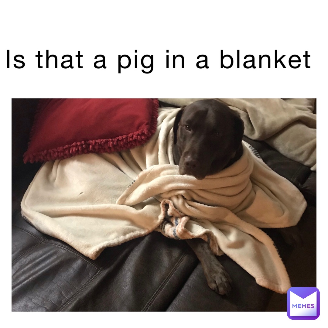 is that a pig in a blanket MollyTheYellow Memes