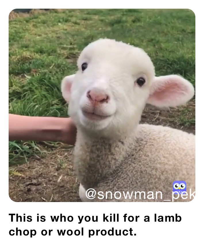 This is who you kill for a lamb chop or wool product.
