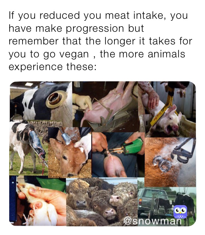 If you reduced you meat intake, you have make progression but remember that the longer it takes for you to go vegan , the more animals experience these: