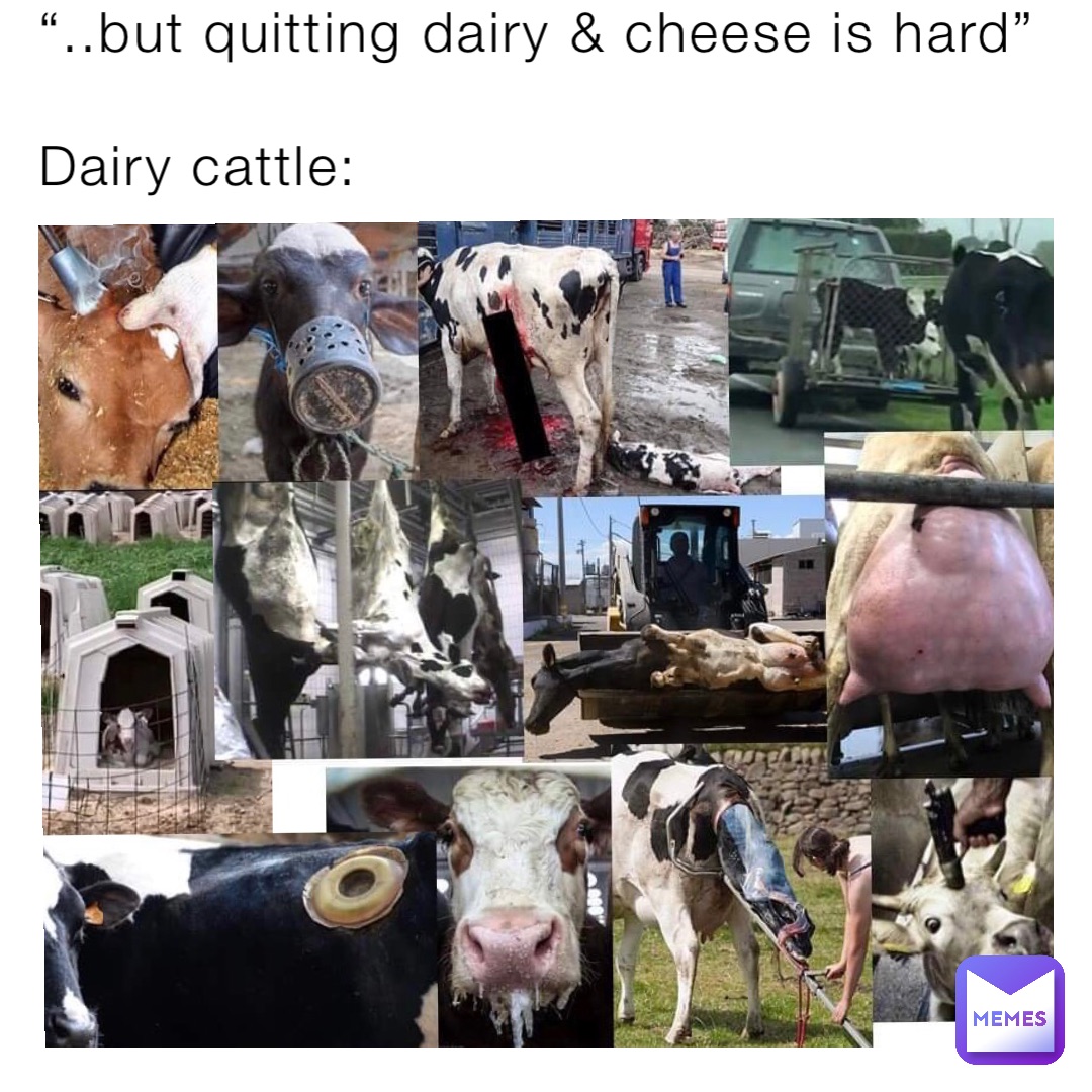 “..but quitting dairy & cheese is hard”

Dairy cattle: