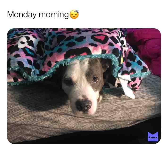 Meet Chop he’s my dog nOOOb #mylife #mydognOOb #Mood #Chop #Cheela