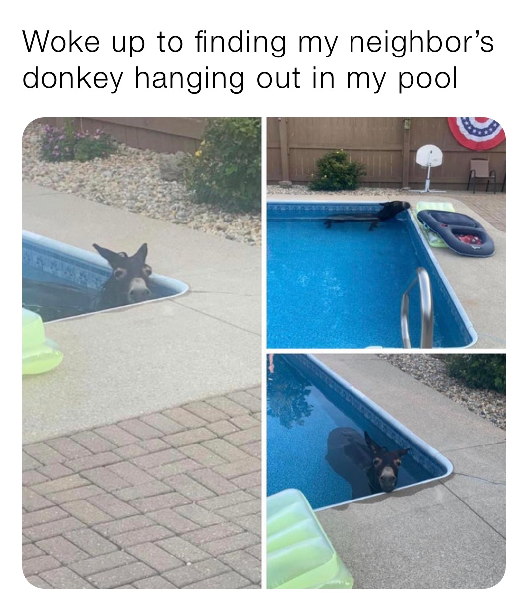 Woke up to finding my neighbor’s donkey hanging out in my pool
