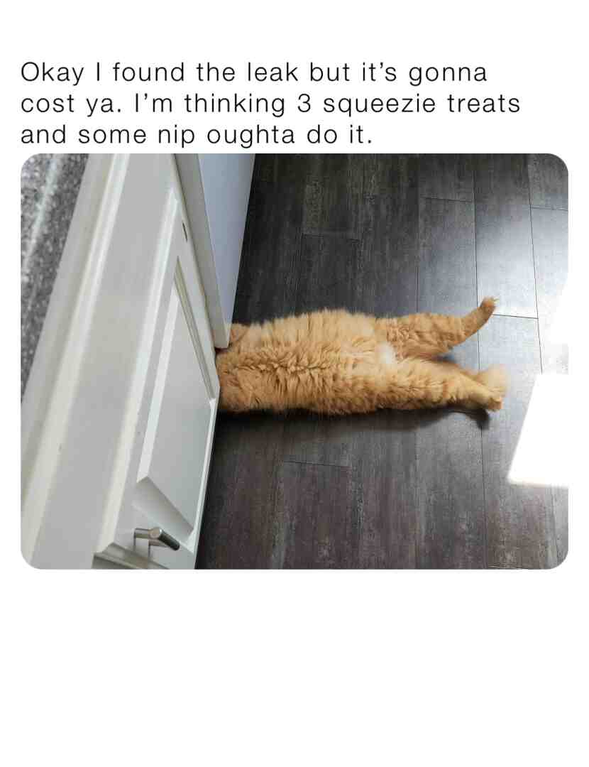 #cats  #humor  #orangecat