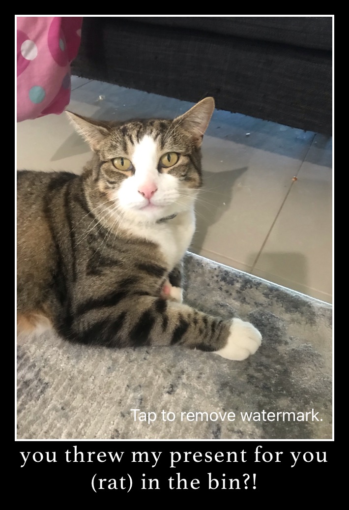 you threw my present for you (rat) in the bin?!