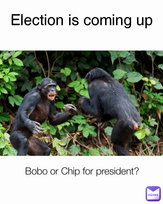 Election is coming up Bobo or Chip for president? 