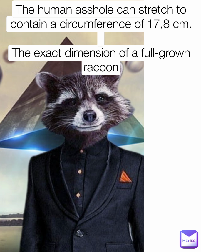 The human asshole can stretch to contain a circumference of 17,8 cm.

The exact dimension of a full-grown racoon