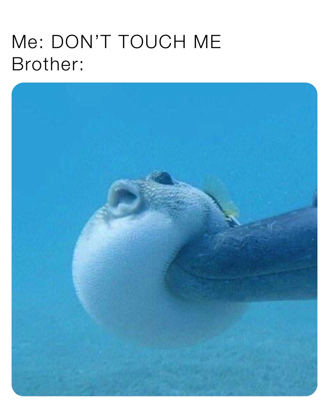 Me: DON’T TOUCH ME
Brother:
