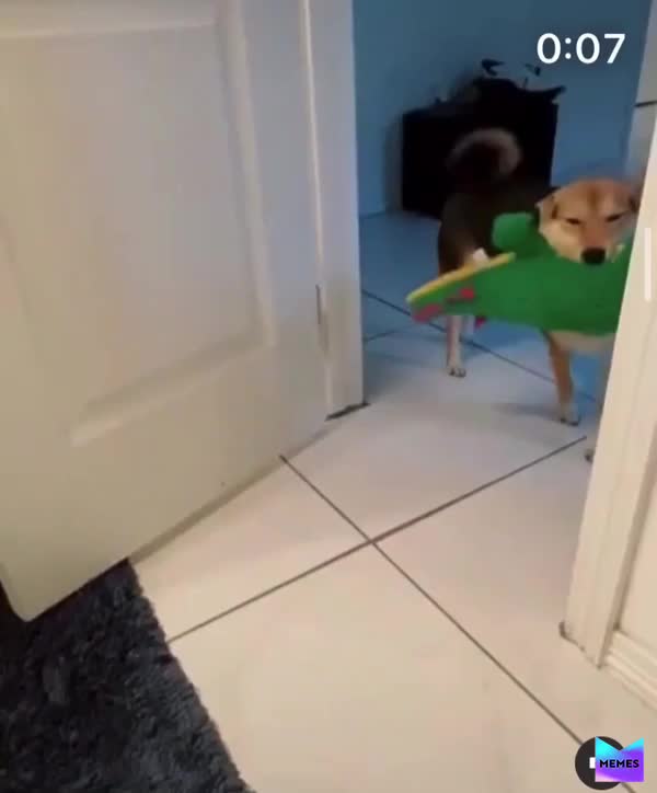Happy doggg.