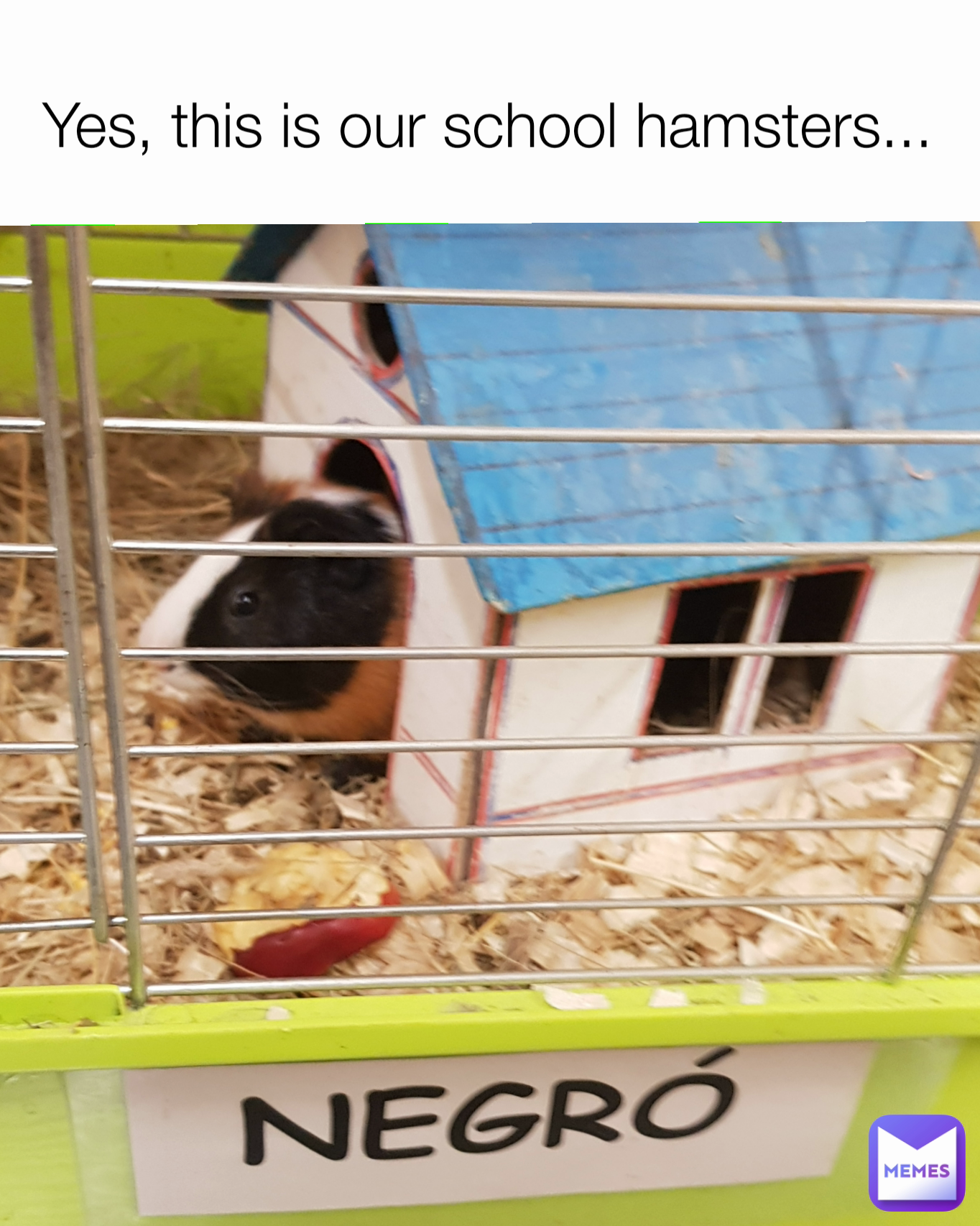 Yes, this is our school hamsters...