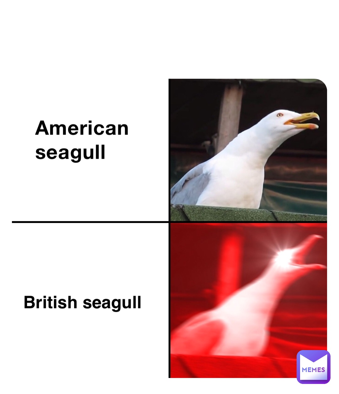 American seagull British seagull