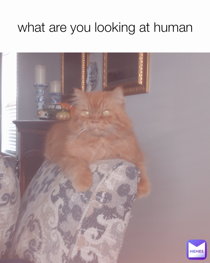 Meme by sallykrissy6