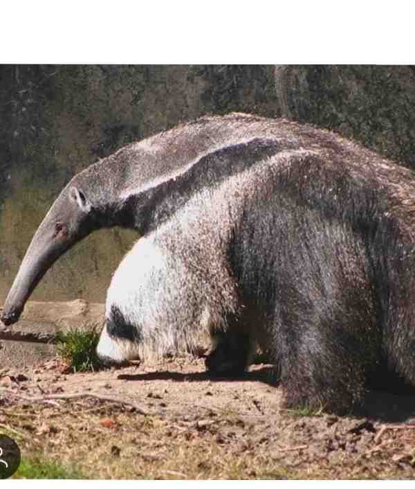 A NT EATER #true #irl #gaming #relatable #hugs #google