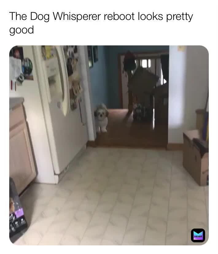 He has such a way with words 😍  #meme  #pet  #pets  #dog