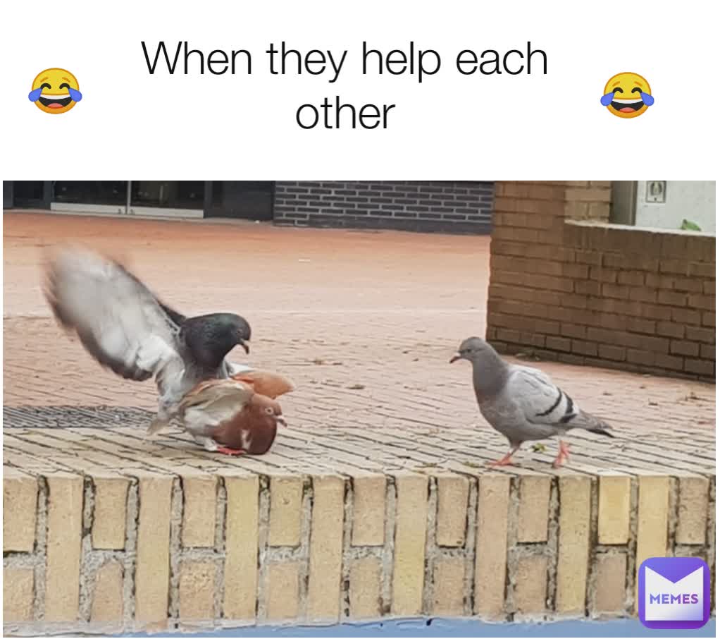 When they help each other 😂 😂