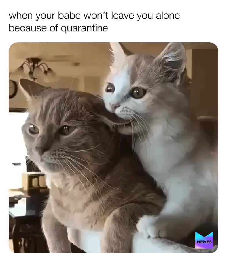 #quarantine  #lover  #cats  #memes  #coronavirus  #stayhealthy