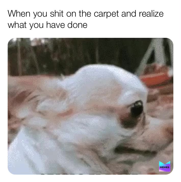 This was literally my dog's reaction to doing that   #dogslife  #shithappens  #shitpost