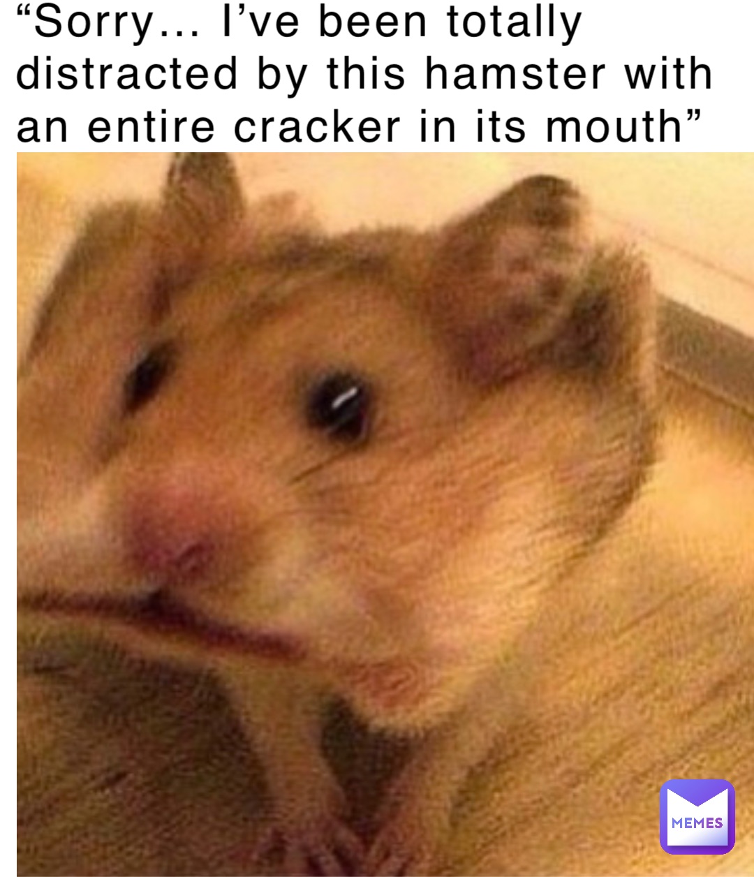 “Sorry… I’ve been totally distracted by this hamster with an entire cracker in its mouth”