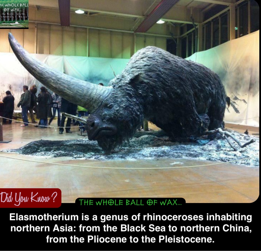 Double tap to edit Elasmotherium is a genus of rhinoceroses inhabiting northern Asia: from the Black Sea to northern China, from the Pliocene to the Pleistocene.