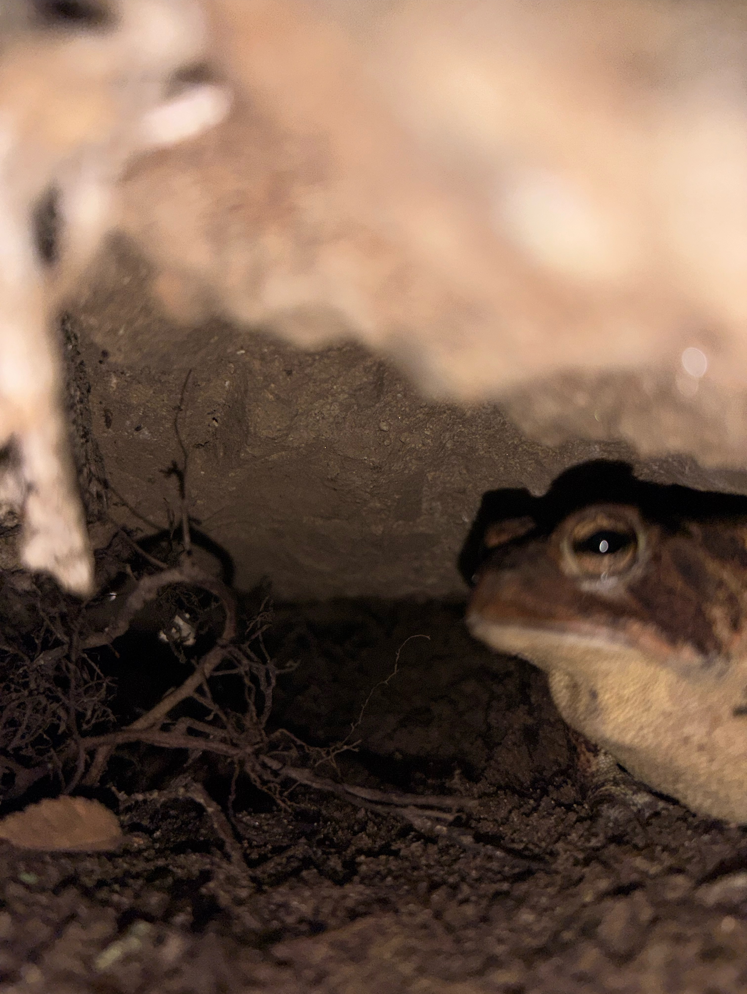 Meme by deathkorpscommander