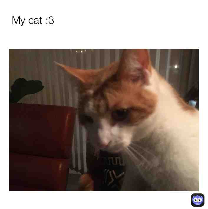 #pet #pets #cat #cats